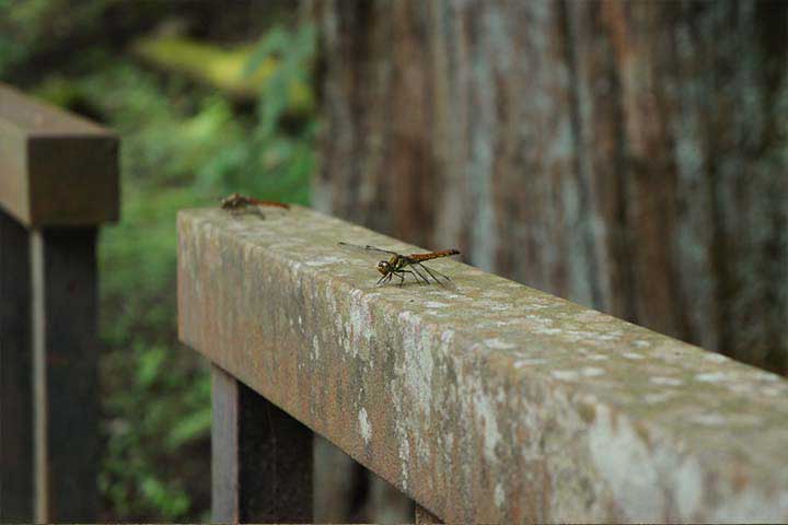 2014年9月社員旅行in日光9　３日目やっと日光です。日光東照宮